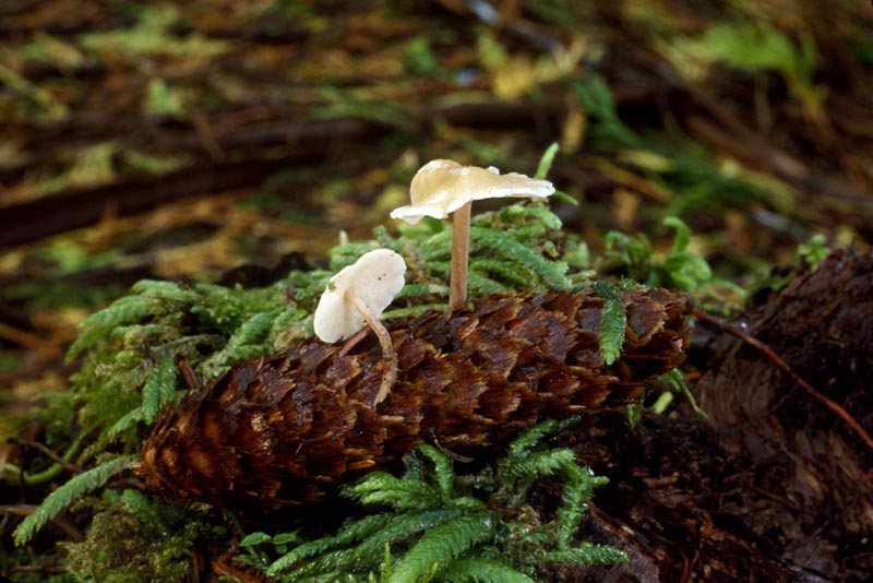 Baeospora myosura